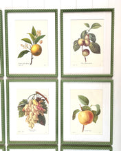 Load image into Gallery viewer, Set of 9 Vintage Botanical Prints in Olive Green Twist Frames