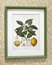 Load image into Gallery viewer, Early 20th Century “Lemon” Botanical Lithograph in Olive Green Twist Frame
