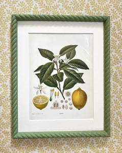 Early 20th Century “Lemon” Botanical Lithograph in Olive Green Twist Frame