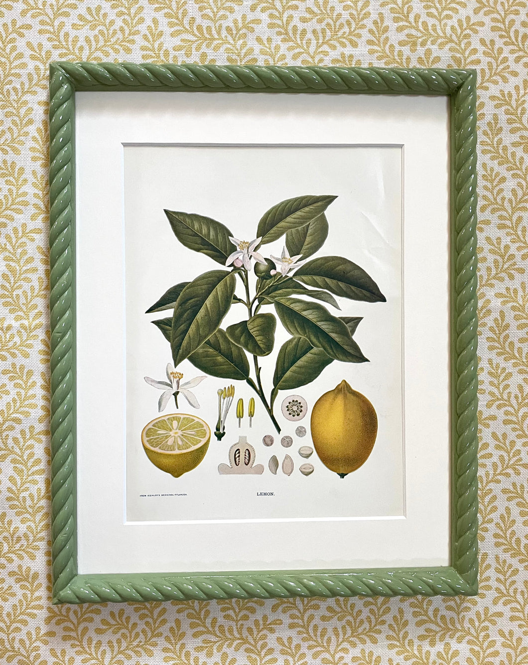 Early 20th Century “Lemon” Botanical Lithograph in Olive Green Twist Frame