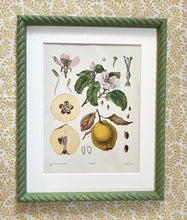 Load image into Gallery viewer, Early 20th Century “Quince” Botanical Lithograph in Olive Green Twist Frame
