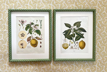 Load image into Gallery viewer, Early 20th Century “Quince” Botanical Lithograph in Olive Green Twist Frame
