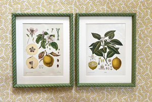 Early 20th Century “Quince” Botanical Lithograph in Olive Green Twist Frame