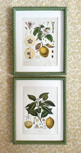 Load image into Gallery viewer, Early 20th Century “Quince” Botanical Lithograph in Olive Green Twist Frame
