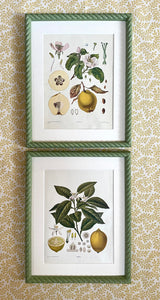 Early 20th Century “Quince” Botanical Lithograph in Olive Green Twist Frame