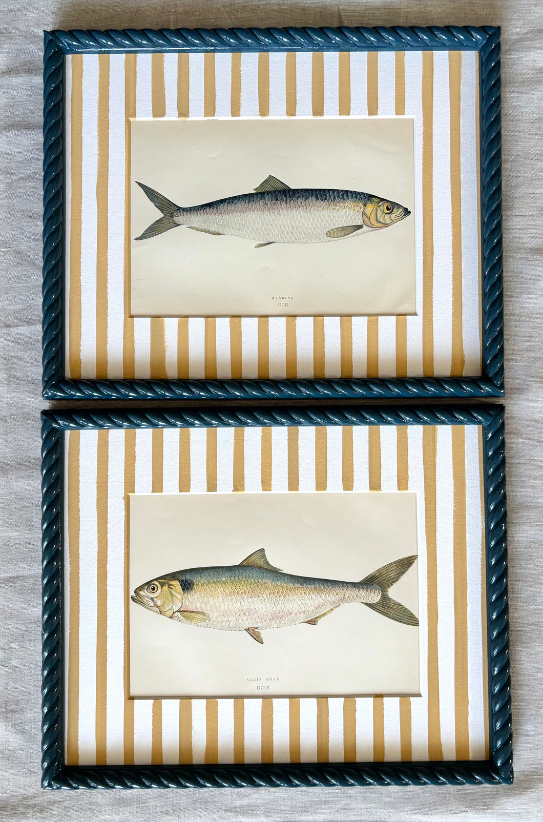Antique Fish Prints in Storm Blue Twist Frame (1)