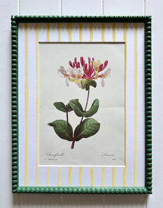 Lonicera Botanical Print in Sage Green Bobbin Frame