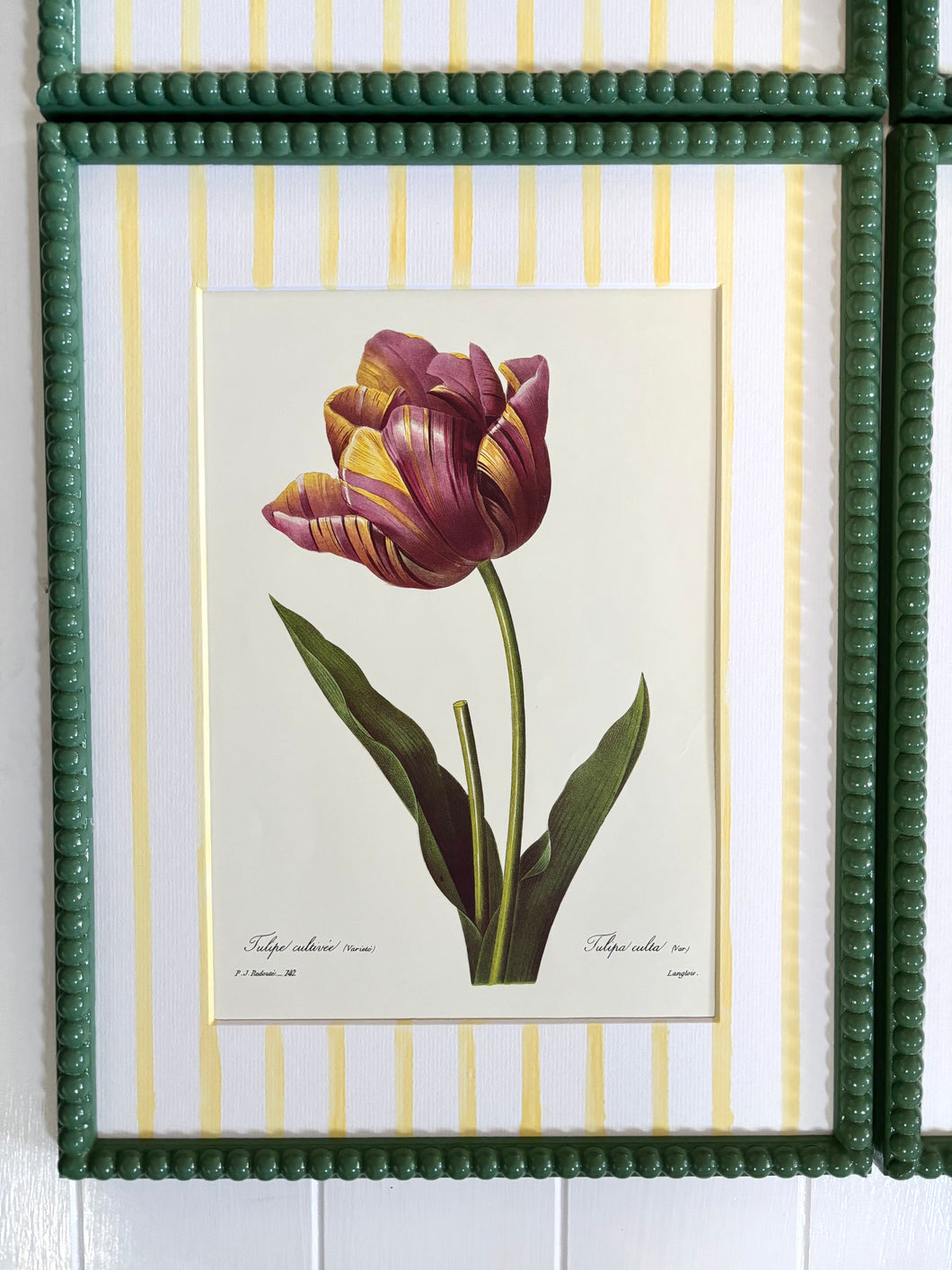Tulip Botanical Print in Sage Green Bobbin Frame