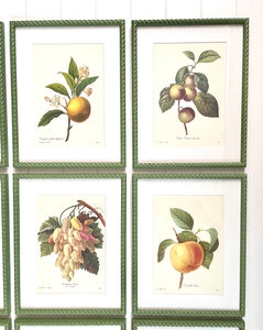 Set of 9 Vintage Botanical Prints in Olive Green Twist Frames