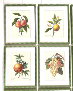 Set of 9 Vintage Botanical Prints in Olive Green Twist Frames