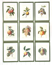 Load image into Gallery viewer, Set of 9 Vintage Botanical Prints in Olive Green Twist Frames
