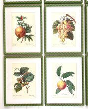 Load image into Gallery viewer, Set of 9 Vintage Botanical Prints in Olive Green Twist Frames
