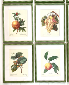 Set of 9 Vintage Botanical Prints in Olive Green Twist Frames