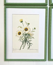 Load image into Gallery viewer, Set of 4 Vintage Botanical Prints in Green Bobbin Frames
