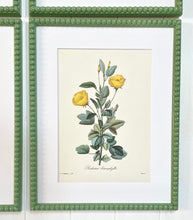 Load image into Gallery viewer, Set of 4 Vintage Botanical Prints in Green Bobbin Frames
