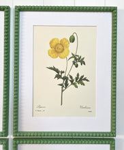 Load image into Gallery viewer, Set of 4 Vintage Botanical Prints in Green Bobbin Frames
