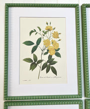 Load image into Gallery viewer, Set of 4 Vintage Botanical Prints in Green Bobbin Frames
