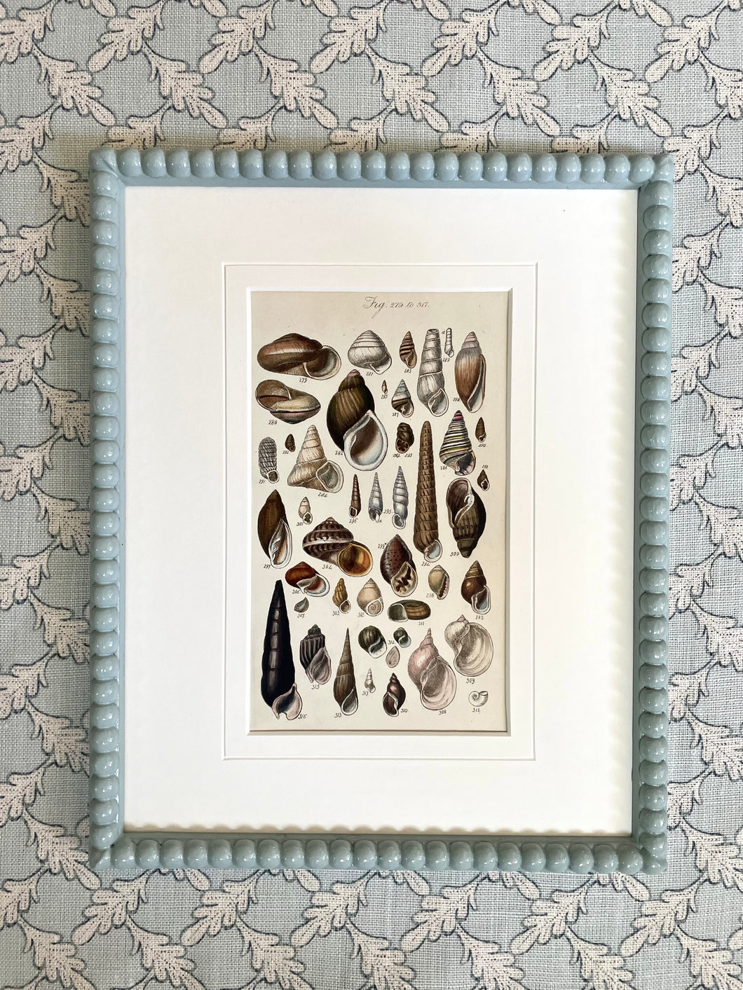 Original 19th Century Seashell Print in Duck Egg Blue Bobbin Frame